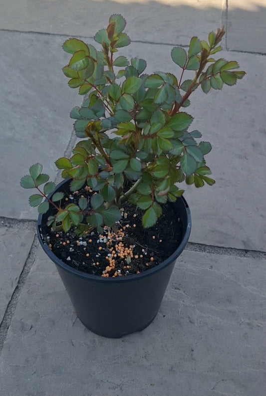 Climbing Rose 'Peach Melba' 3ltr Pot Rose of the year 2023 Free UK postage