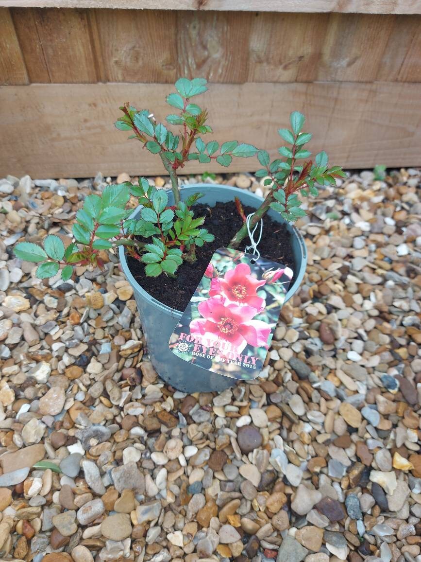 Rose Bush 'For Your Eyes Only' Floribunda 3ltr pot Hardly plant Free UK postage