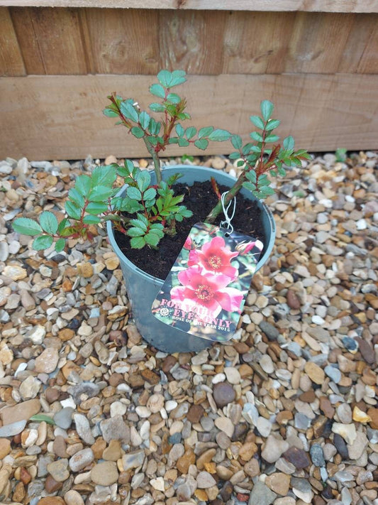Rose Bush 'For Your Eyes Only' Floribunda 3ltr pot Hardly plant Free UK postage
