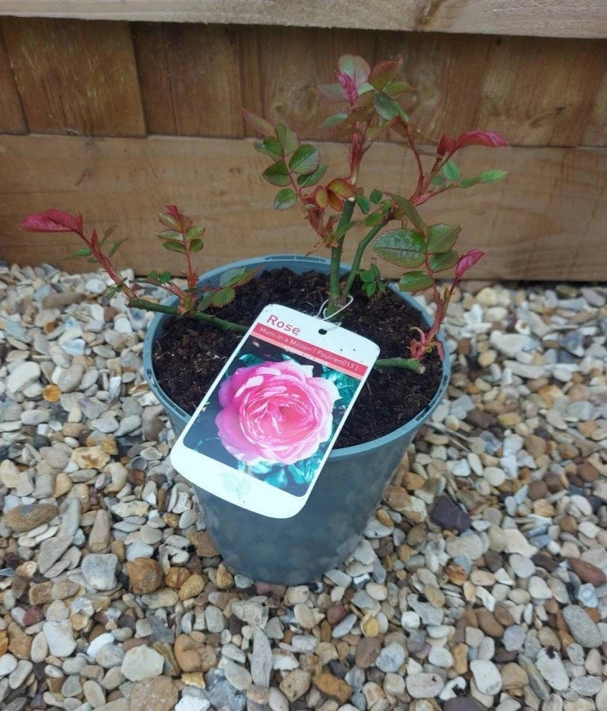 Mum in a Million Hybrid Tea Rose