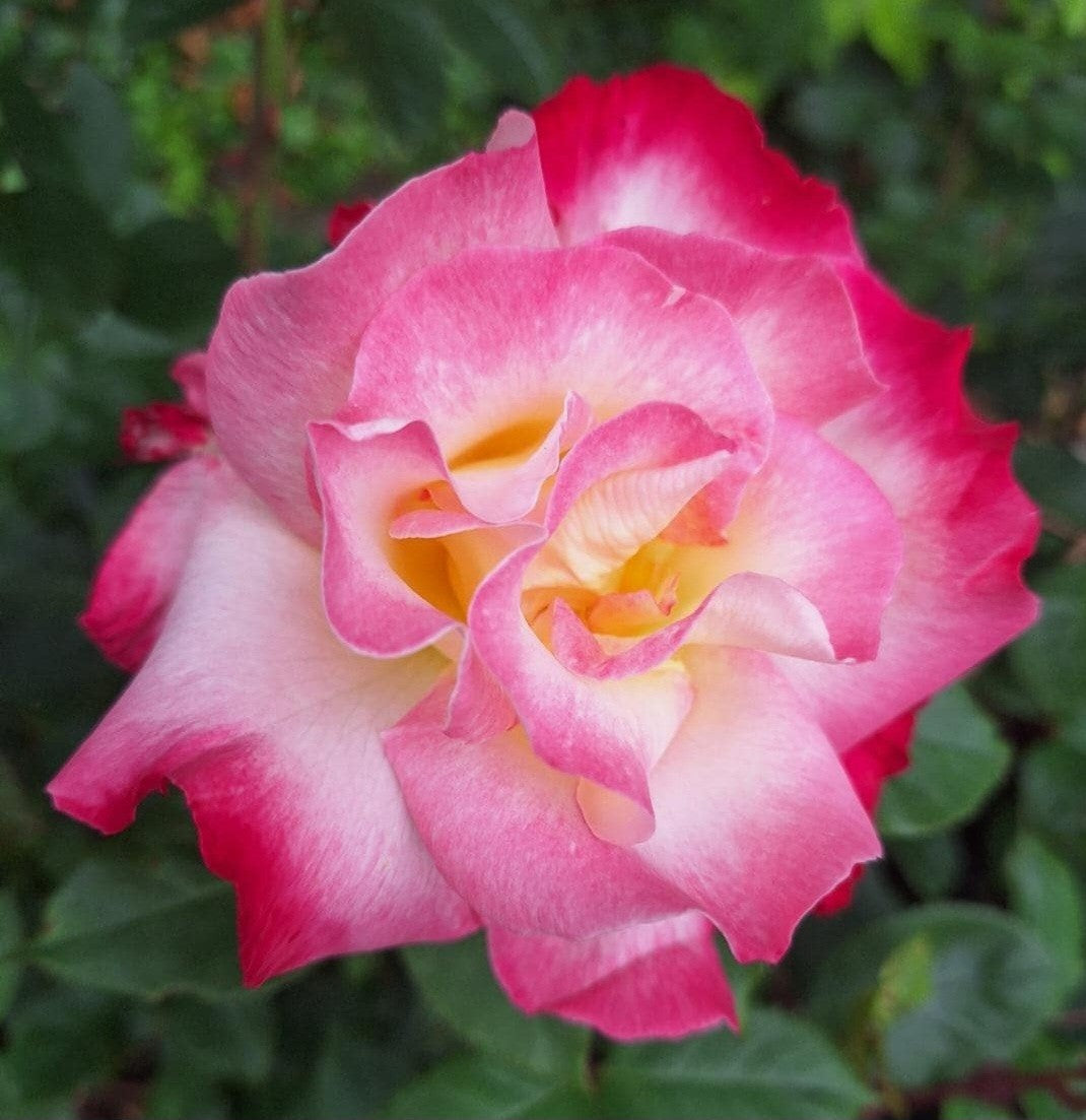 You're My Everything Floribunda