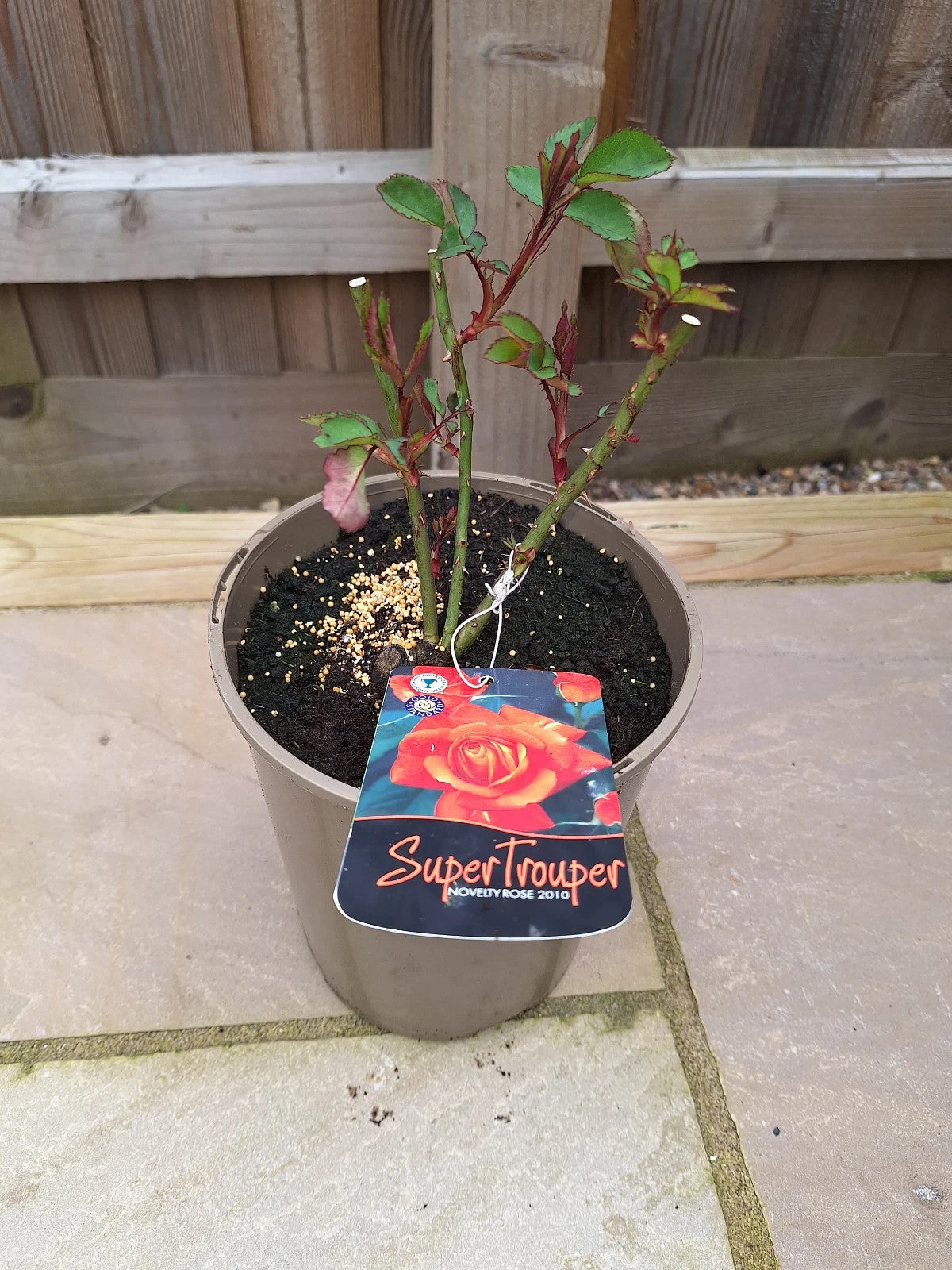 Super Trouper Floribunda