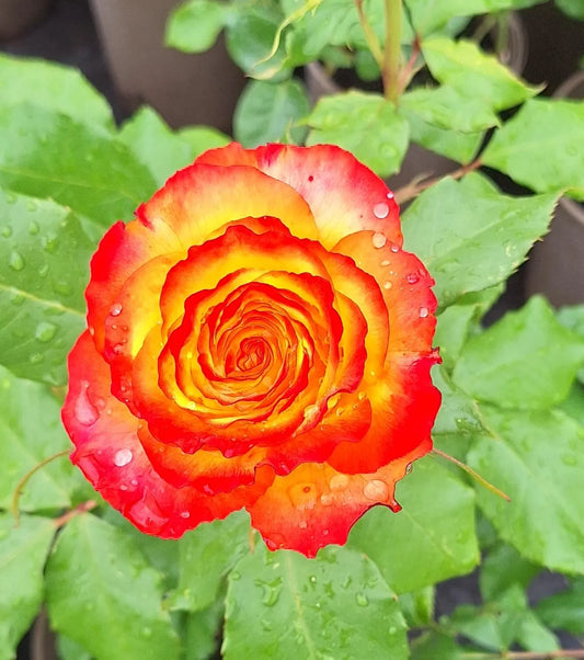 Rose Bush 'Tequila Sunrise' Hybrid Tea 3ltr pot Hardly plant Free UK postage
