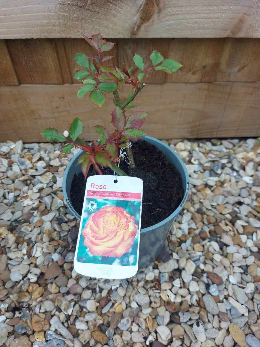 Rose Bush 'Tequila Sunrise' Hybrid Tea 3ltr pot Hardly plant Free UK postage