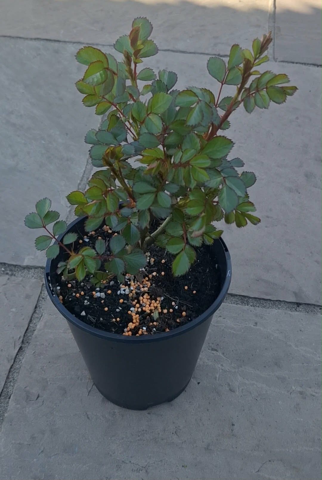 Climbing Rose 'Peach Melba' 3ltr Pot Rose of the year 2023 Free UK postage