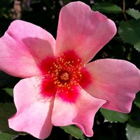 Rose Bush 'For Your Eyes Only' Floribunda 3ltr pot Hardly plant Free UK postage