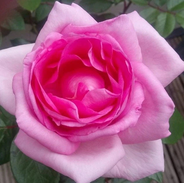 Mum in a Million Hybrid Tea Rose