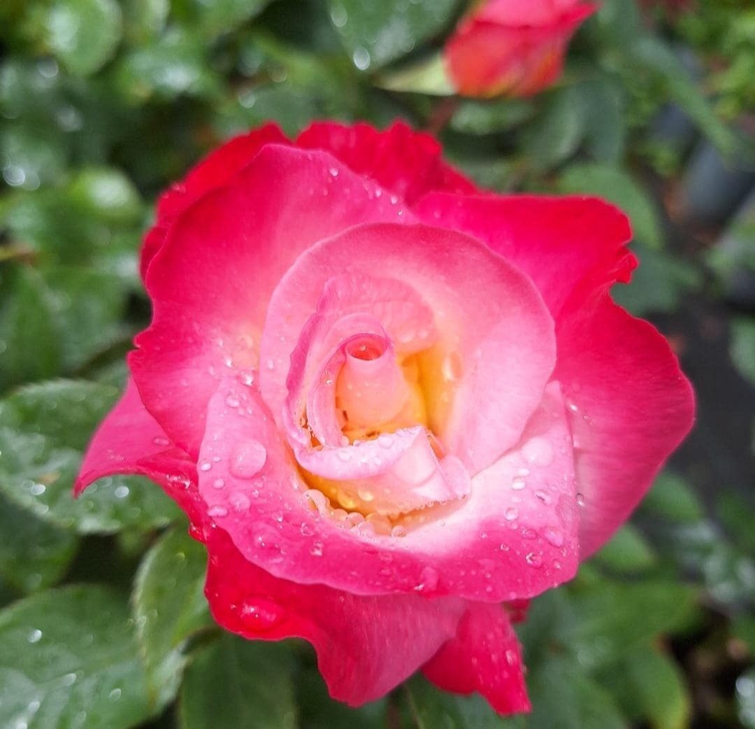 You're My Everything Floribunda
