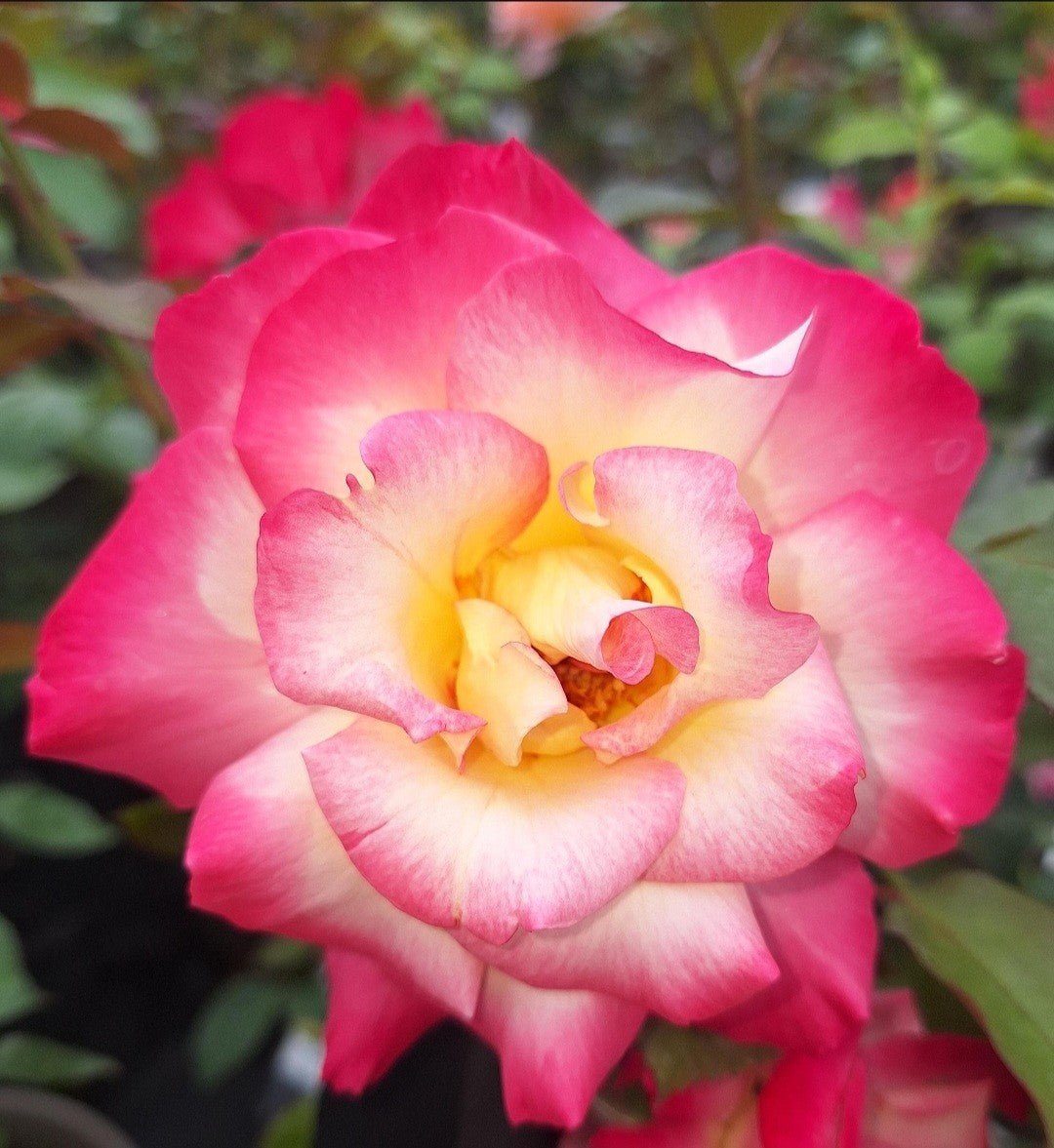 You're My Everything Floribunda