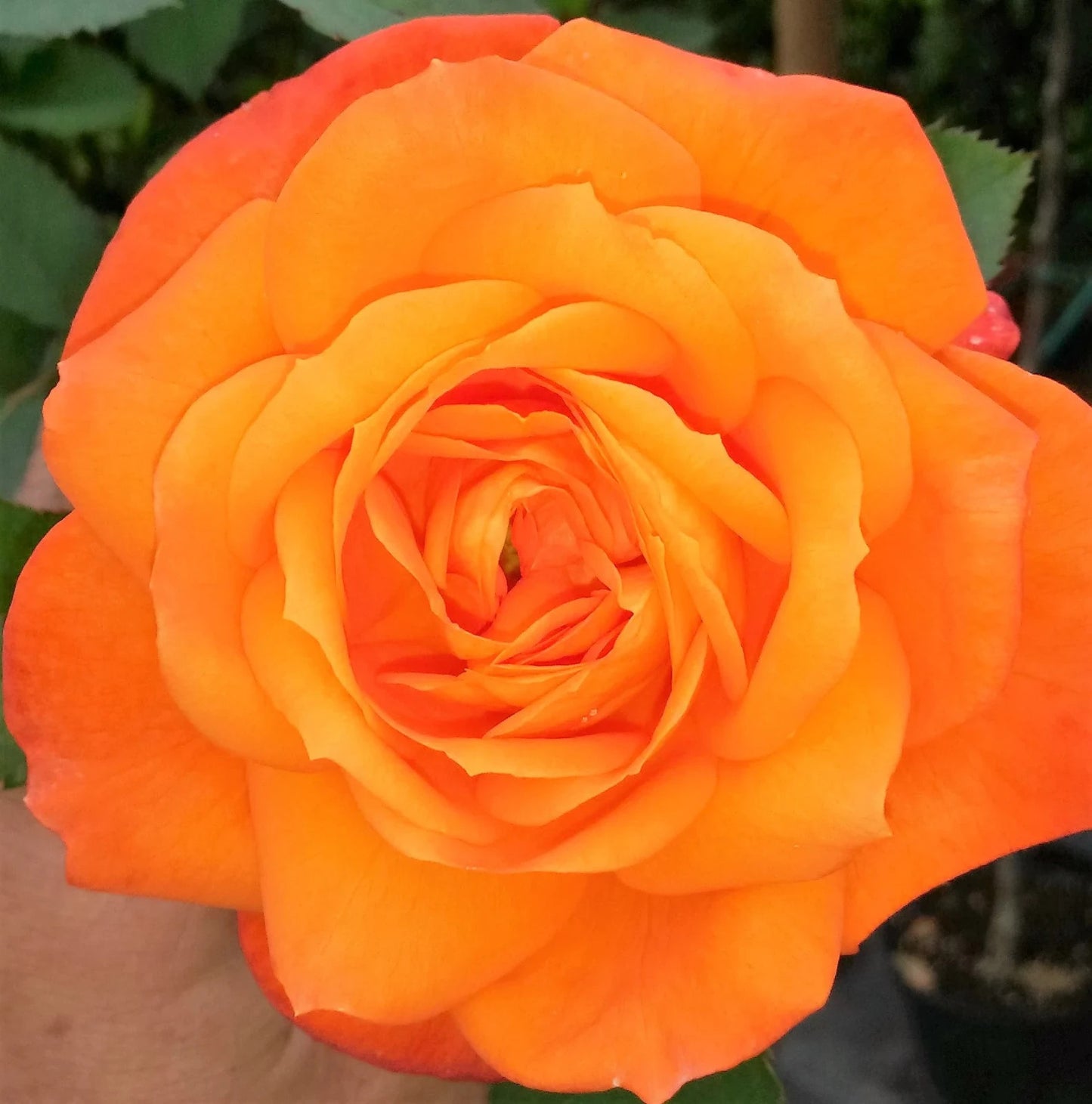 Super Trouper Floribunda