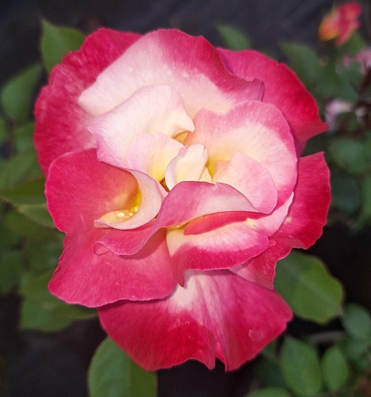 You're My Everything Floribunda