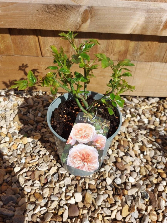 It's A Wonderful Life Floribunda