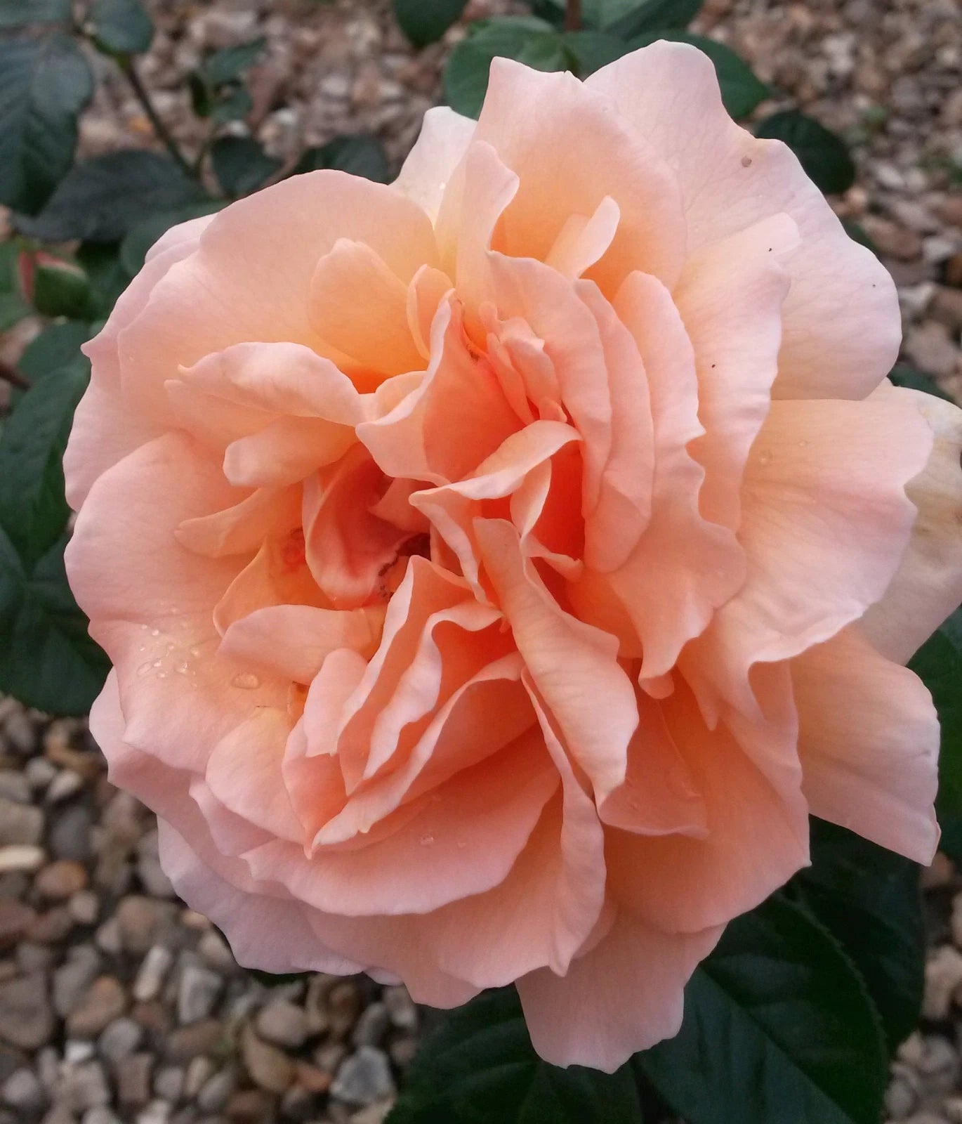 It's A Wonderful Life Floribunda