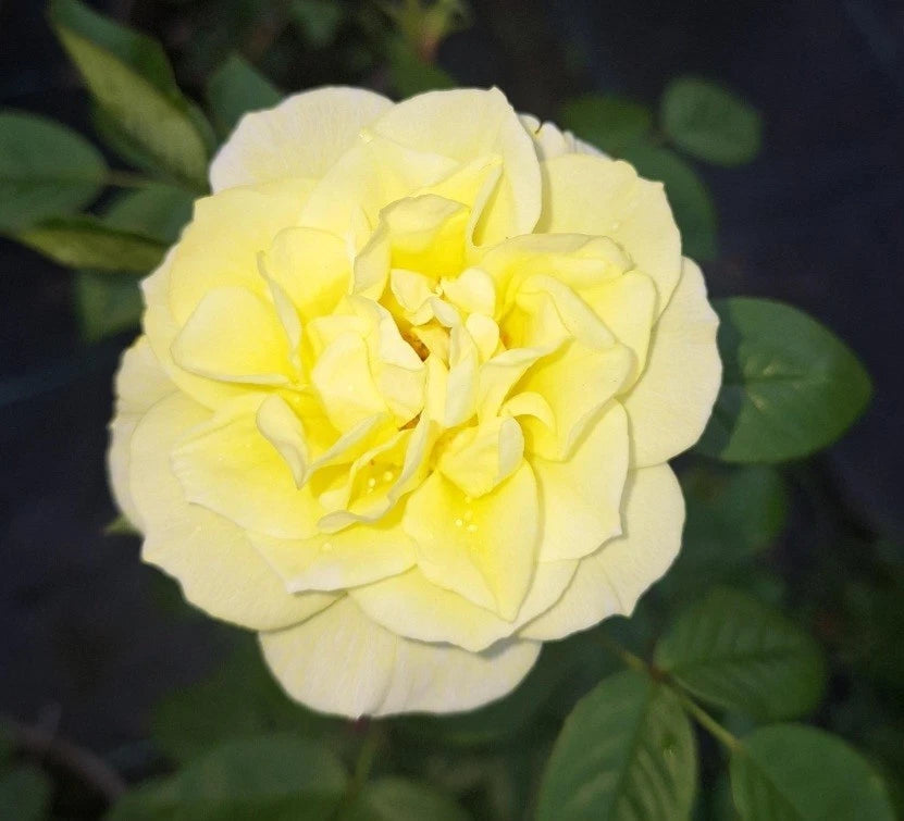 Summertime Patio Climbing Rose Bush