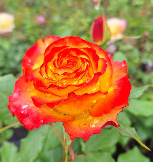 Rose Bush 'Tequila Sunrise' Hybrid Tea 3ltr pot Hardly plant Free UK postage