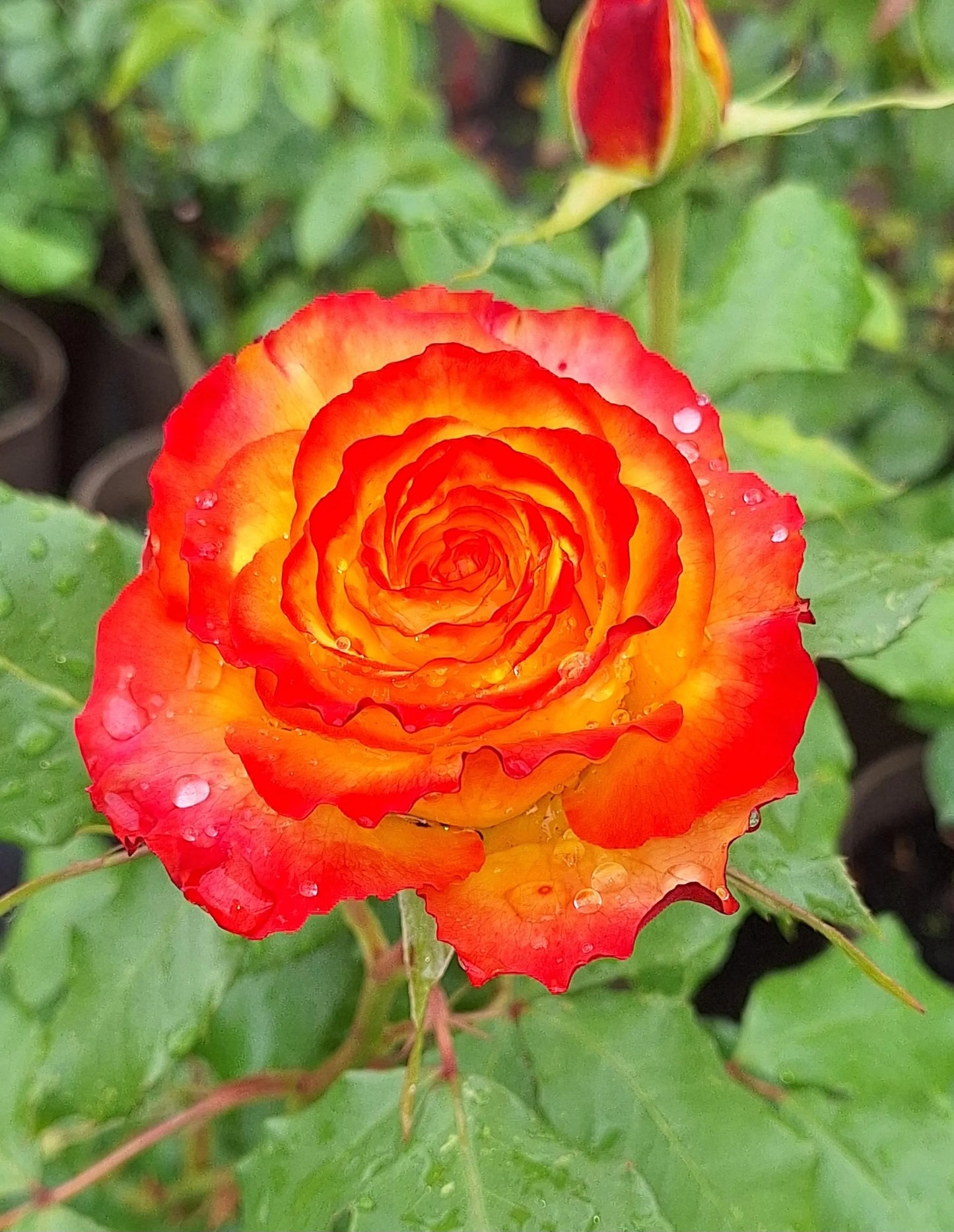 Rose Bush 'Tequila Sunrise' Hybrid Tea 3ltr pot Hardly plant Free UK postage
